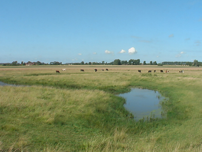 Groede in de verte